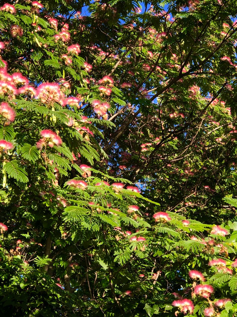 1C77F395-AA7B-4557-85A6-5CA18F8559D3.jpeg