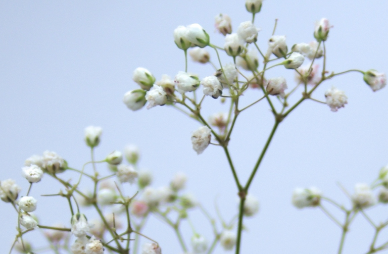 babysbreath1.png