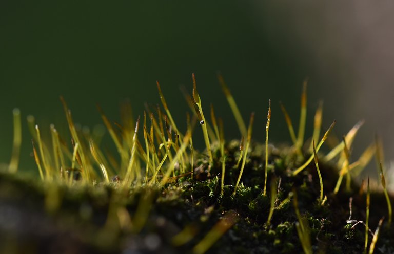 moss olive tree 2.jpg