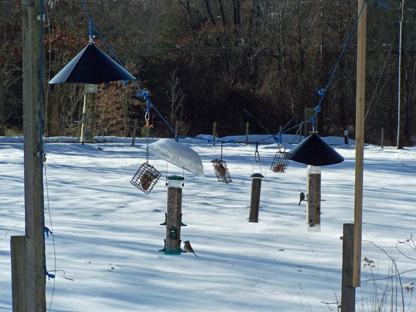 Birdfeeders2 crop December 2019.jpg