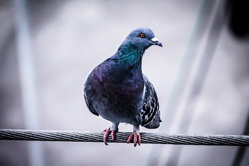 pigeon-918848__340.jpg