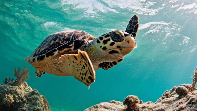 ecologia-marina-creaturas-subacuaticas-tortugas-los-roques-arrecife-divers.jpg