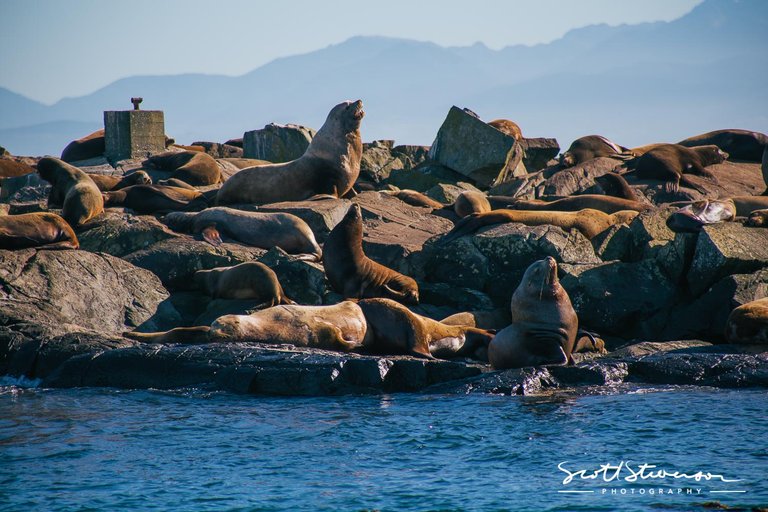 Stellar Sea lion-8.jpg