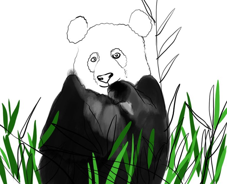 Panda(437).jpg