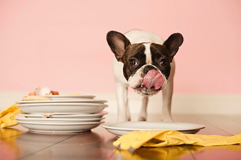 french-bulldog-licking-dirty-dishes-valderrama-photography courtesy Fine Art America.jpg