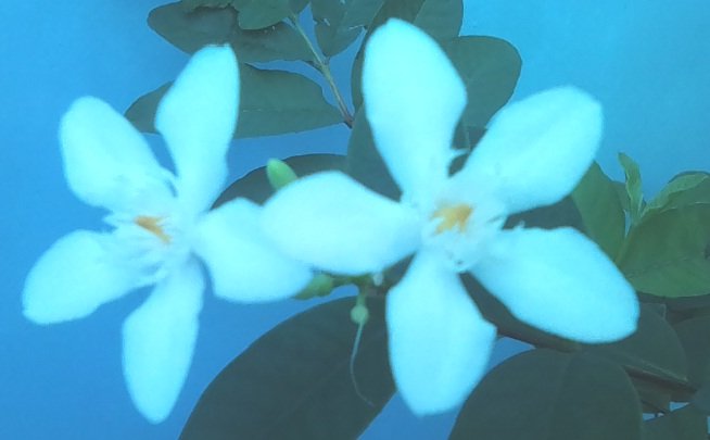 whiteflower5.jpg
