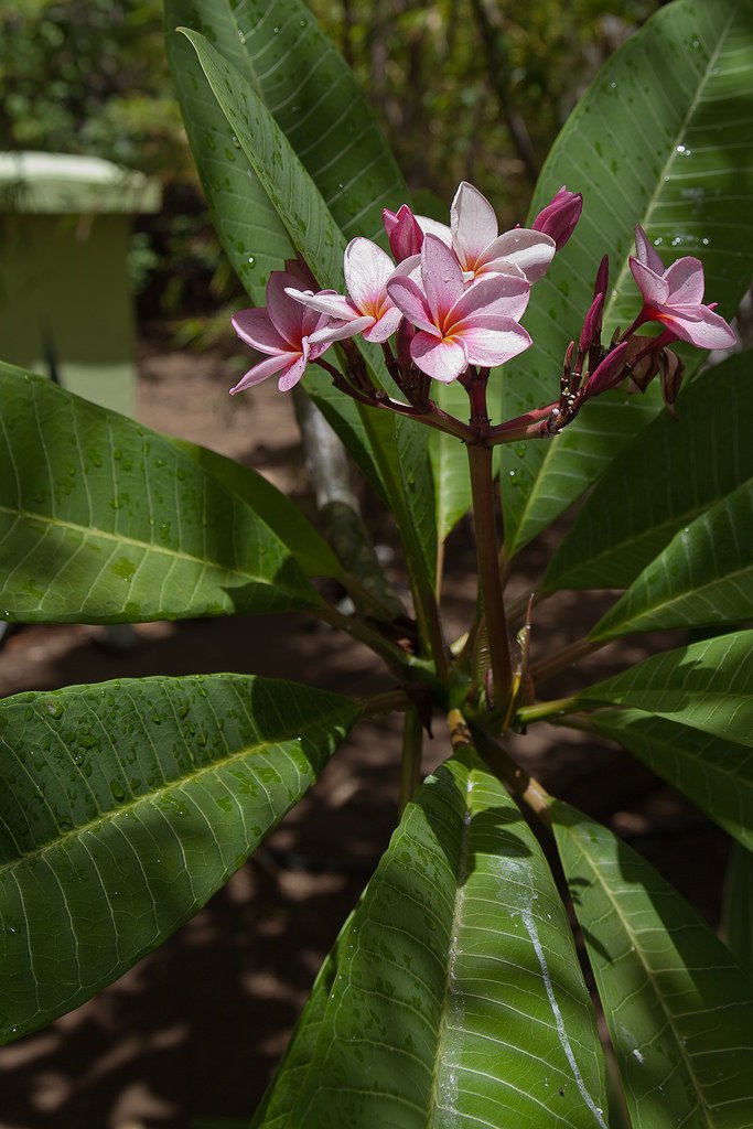 9573081549-flowers-of-curacao (FILEminimizer).jpg