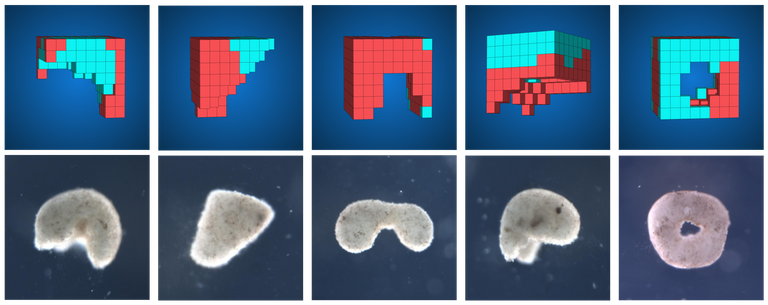 04_Multiple_Design_Organism_Pairs.png