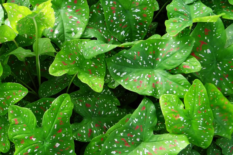 backyard-caladium-garden-53550.jpg