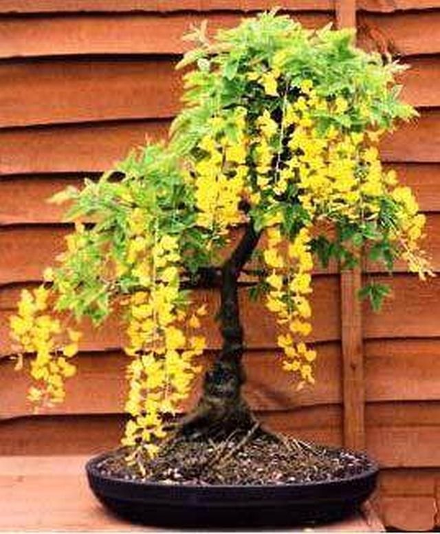 30-Laburnum-Bonsai-Tree-Seeds-Grow-Your-Own.jpg