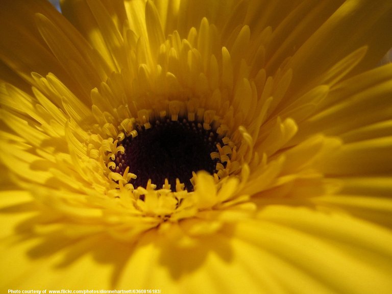 YellowFlowerMacro-001-071518.jpg