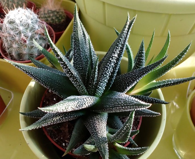 HAWORTHIA    FASCIATA -- (3).jpg