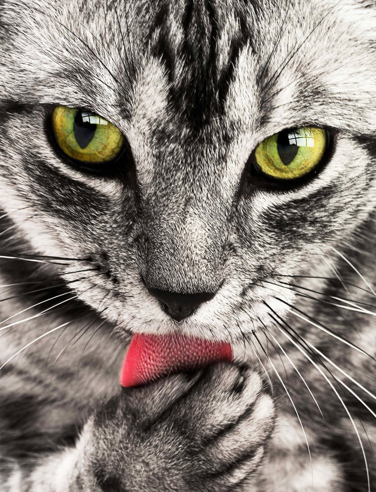 animal-cat-close-up-69932.jpg