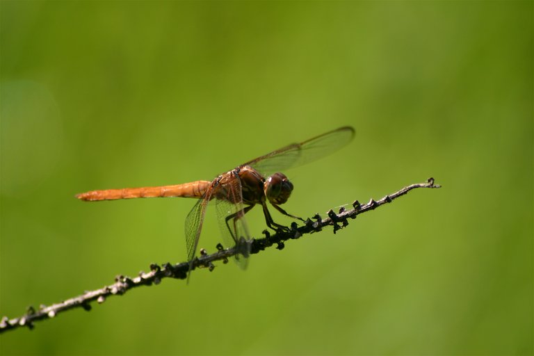 dragonfly 1-5.jpg