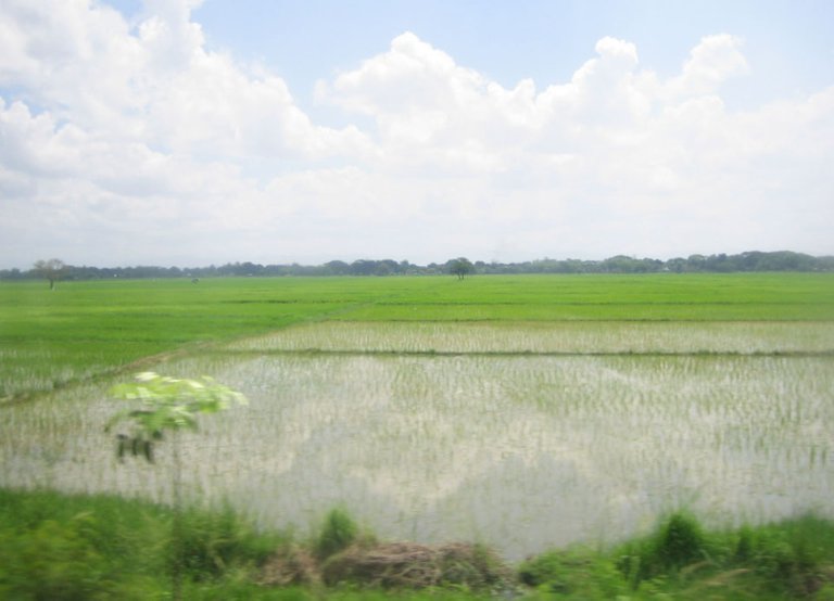 NE_rice_paddy.jpg