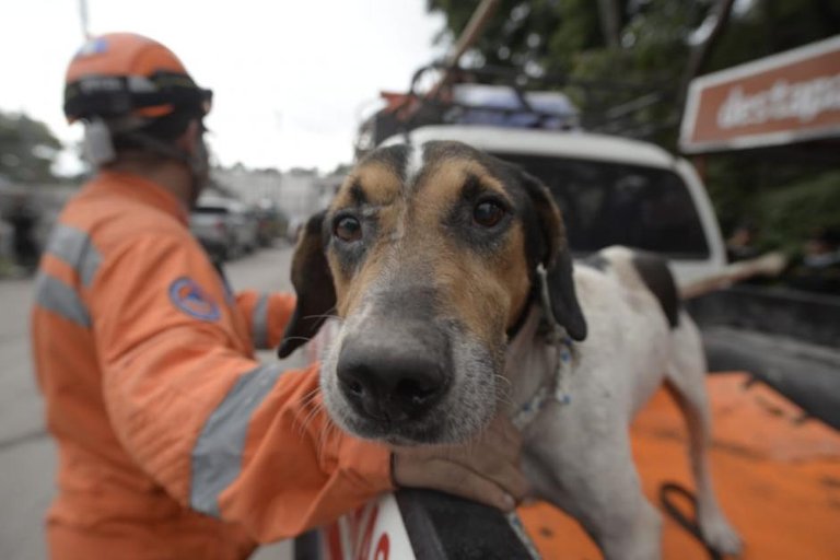 La-triste-historia-del-perrito-que-guió-a-los-rescatistas-donde-estaban-sus-amos-4.jpg