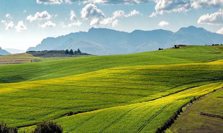 canola-fields-1911392_1920.jpg