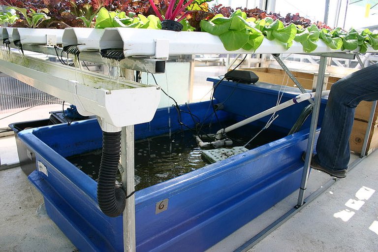 800px-Aquaponics_with_catfish.jpg