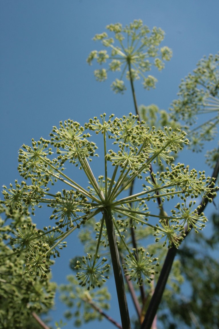 angelica-archangelica-3175408_1920.jpg