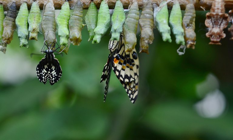 cocoon-591554_1920.jpg