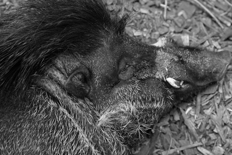 Visayan Warty Pig.jpg