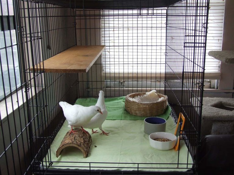 Indoor-safe-kennel-for-pigeons-1024x768.jpg