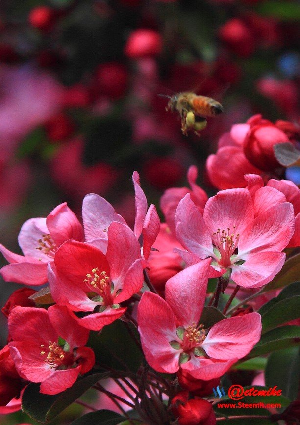 indian-magic-flowering-crabapple blooms spring honeybee pollination pollinating IMB-0041.JPG