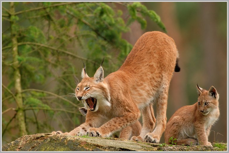 (Lynx lynx),.jpg