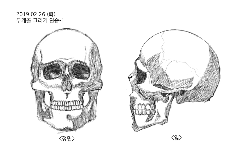 두개골그리기연습-1.png