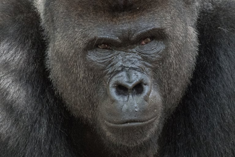 2018-06-29-HOUSTON_ZOO-6.jpg