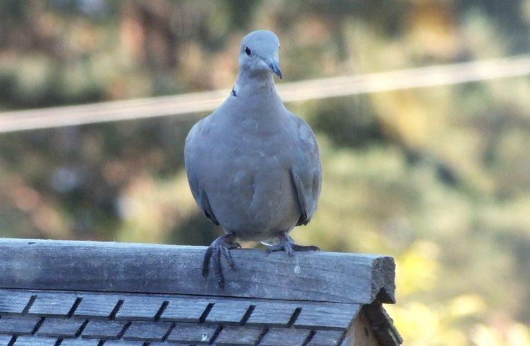 1178-4-Dove.jpg