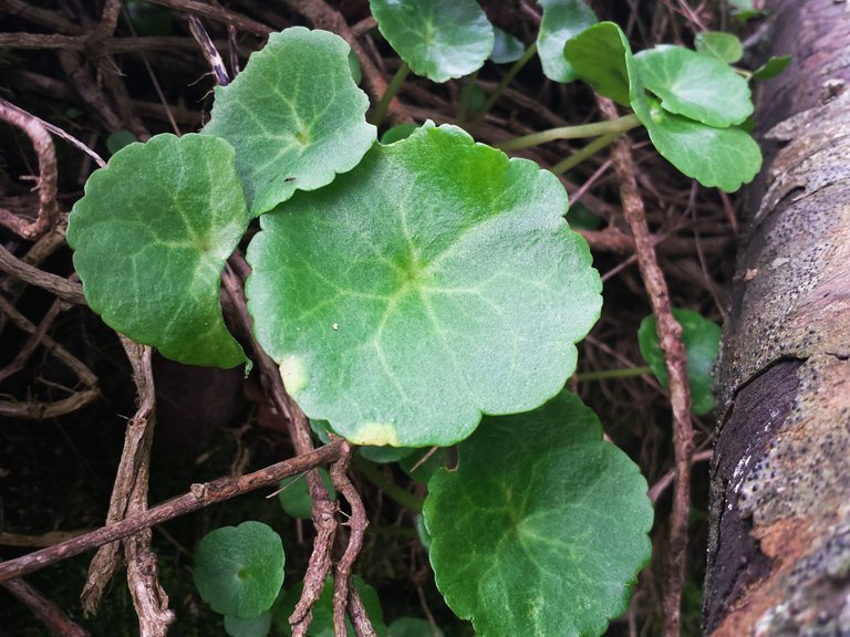 pennywort(1).jpg