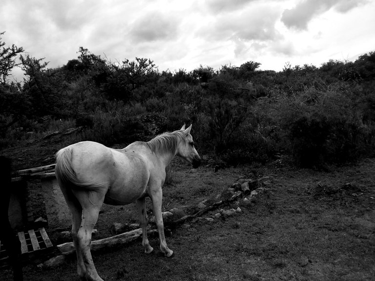 Caballo Blanco.jpg