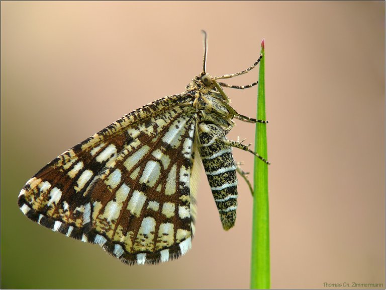 (Chiasmia clathrata) Latticed Heath_Funda Kelebeği.jpg