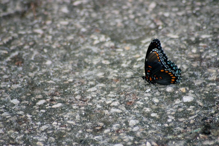 butterfly 2-3.jpg