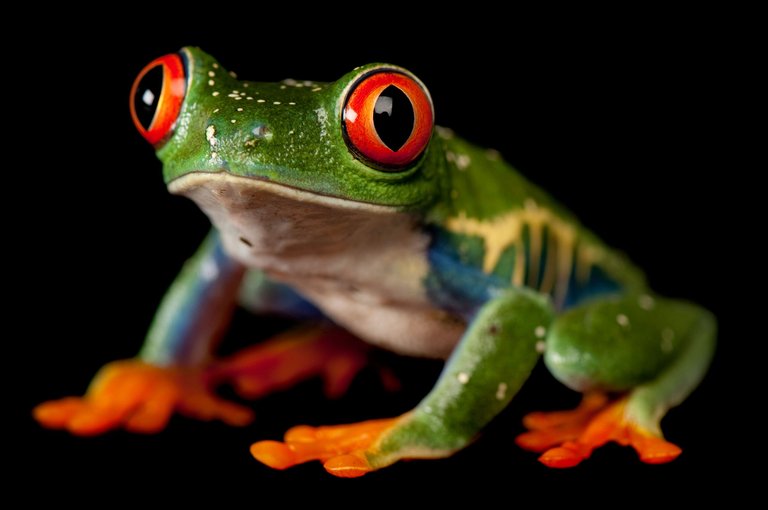 01-frog-day-gallery.jpg