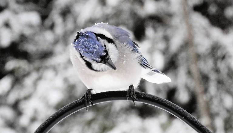 17. Snowy Blue Jay.jpg