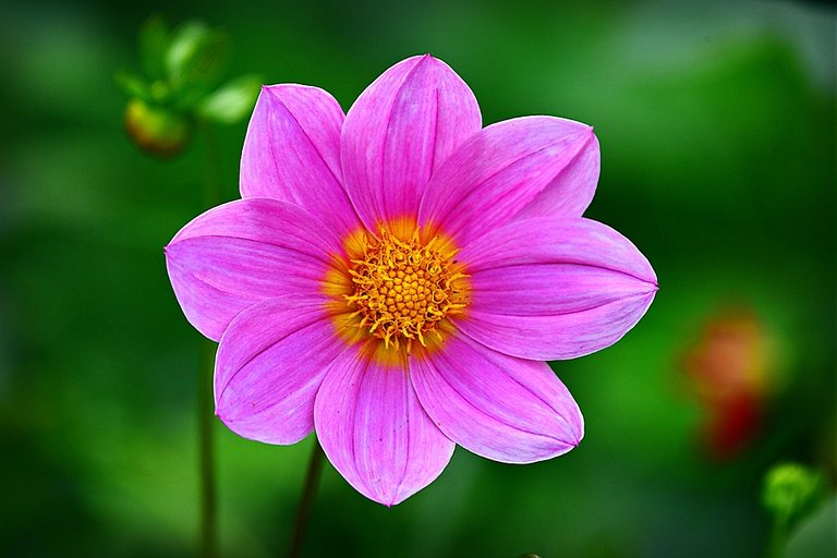 cosmea-3694471_960_720.jpg