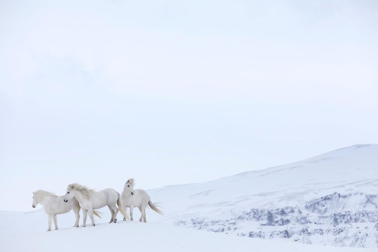 animal-photography-icelandic-horses-in-the-realm-of-legends-drew-doggett-26-5b5afc00cef9b__880.jpg