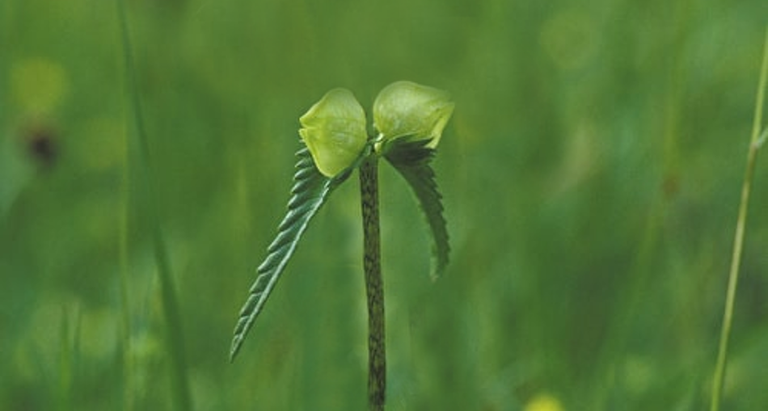 me422us_yellow_rattle.png