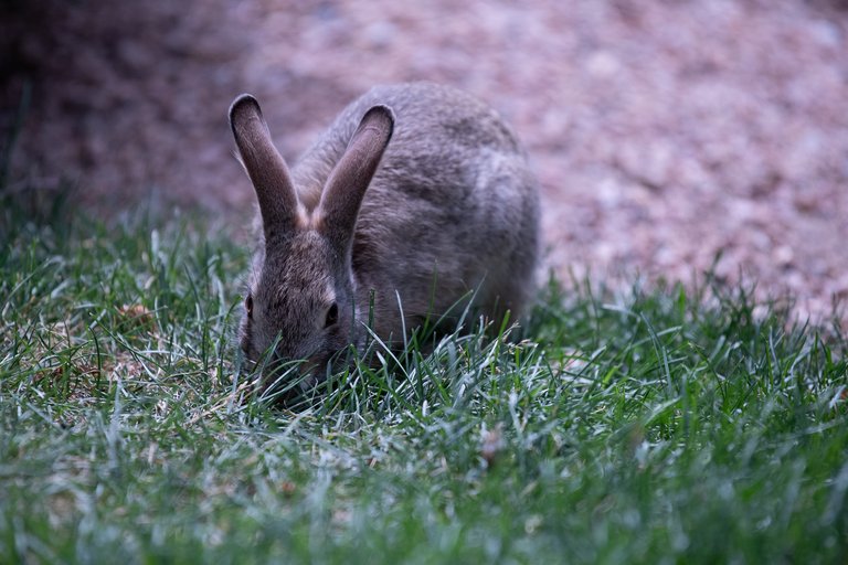 MikeBryantPhotography-BunnieFooFoo-9.jpg