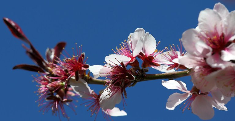 5622074119-cherry-blossom (FILEminimizer).jpg