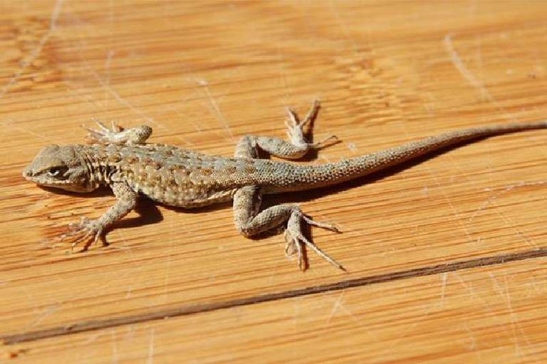 lizard-april-04-2018.jpg