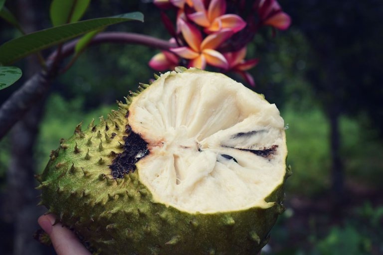 Soursop-1.jpg