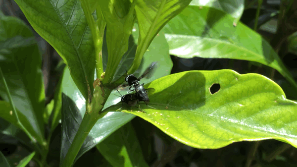 Hermetia illucens mating on a leaf