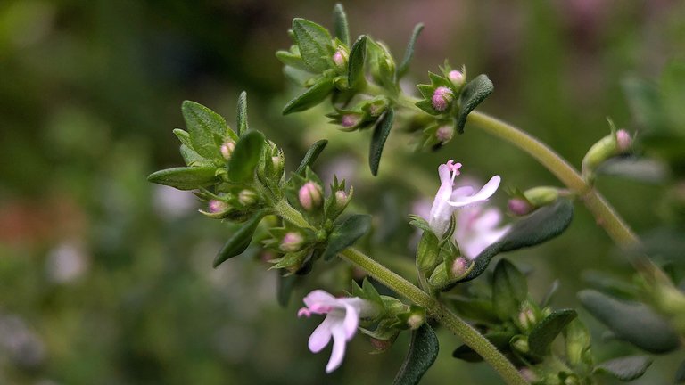 Macro photograph of thyme leaves and flowers