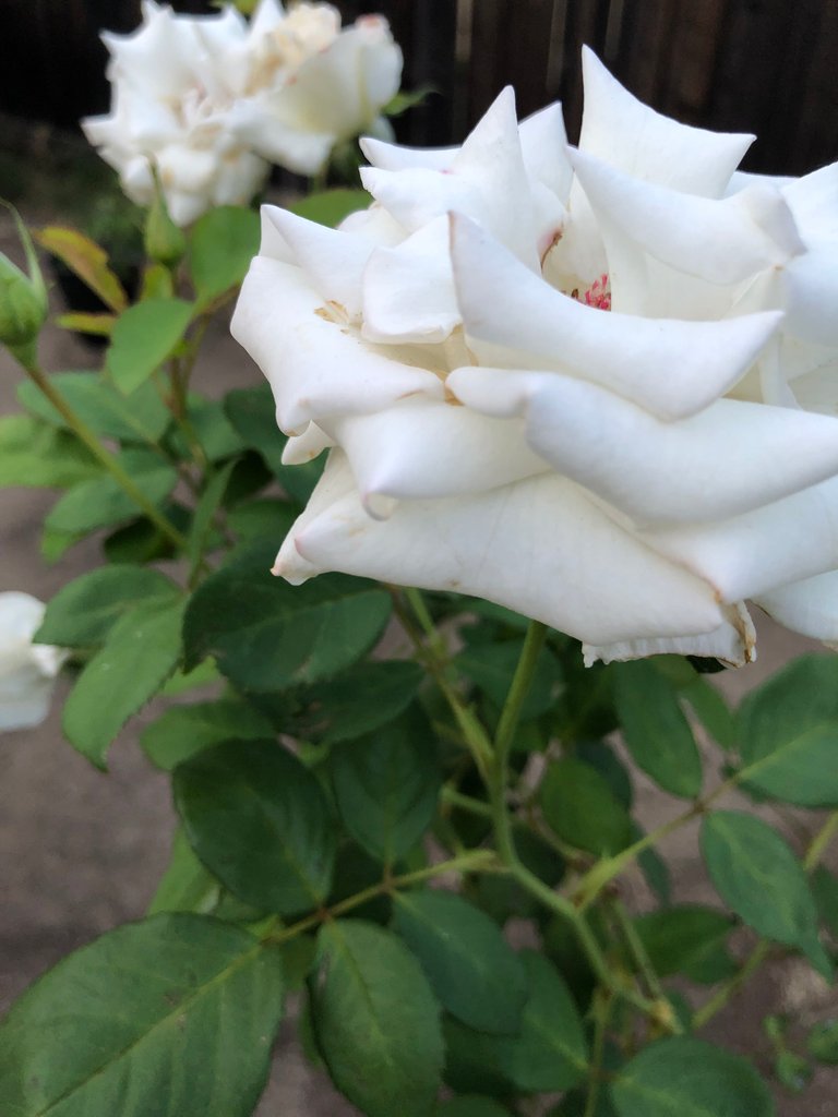 close up on a white rose with another rose white rose in the background