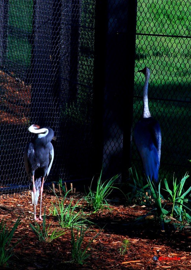 White-naped crane cranes Zoo_0010.JPG