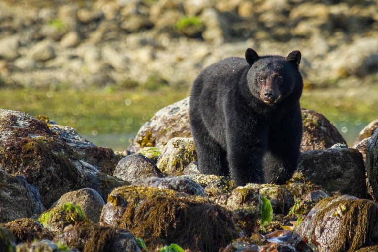 Tofino18.jpg