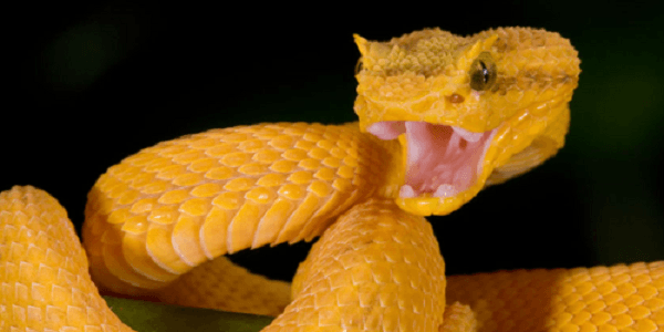 8-Eylash-Palm-Pit-Viper.png